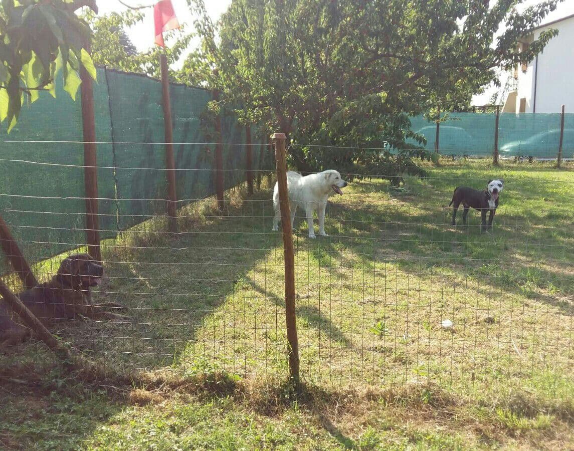 Area allenamento cani
